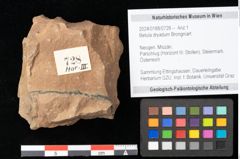 Foto (Objekt + Etikett) von Betula dryadum Brongniart (NHMW-GEO-2024-0188-0728)